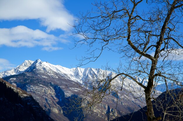 Beautiful view of a dried tree with the snow-covered mountains and the blue sky