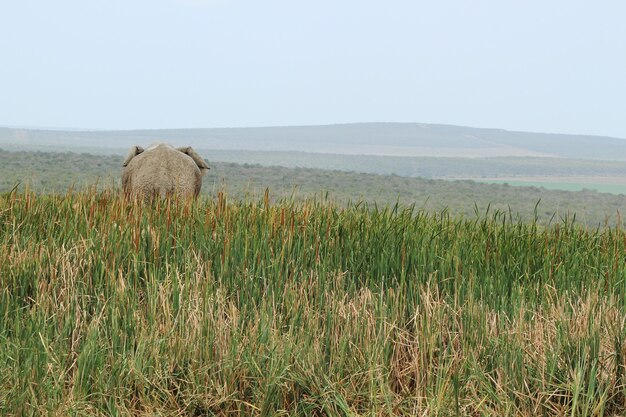 Beautiful view of an elephant standing on a hill covered with long grass captured from behind