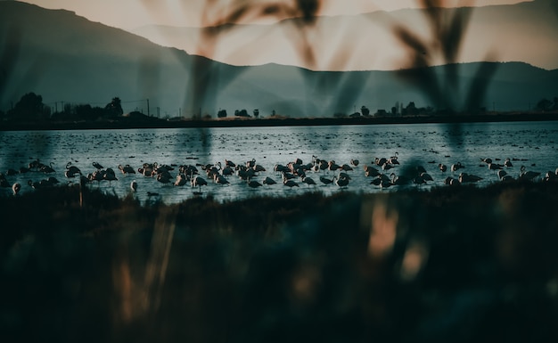 Free photo beautiful view of flamingos in the lake with mountain ranges