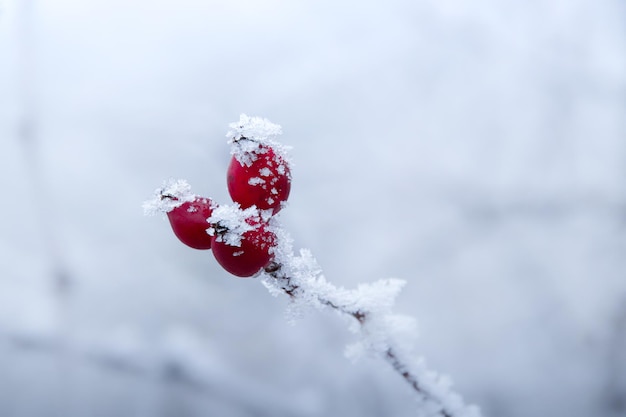 Free photo beautiful view of   frost covered wild rose hips during the winter season