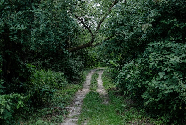 Free Photo beautiful view of a grassy pathway surrounded by plants and trees