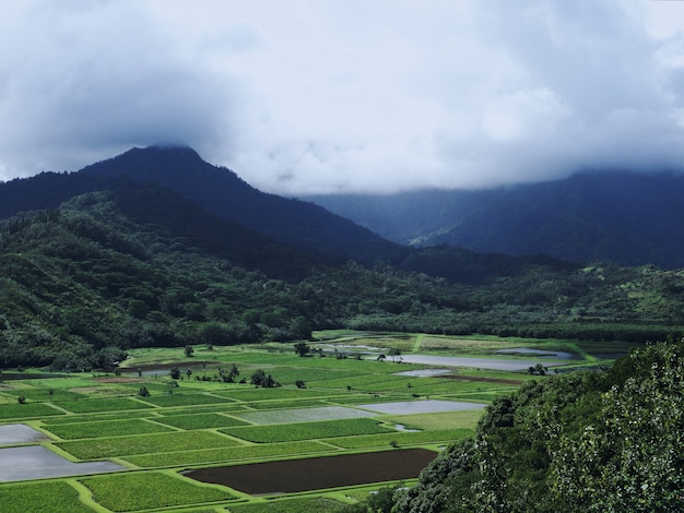 Free Photo beautiful view of the green fields with the magnificent foggy mountains