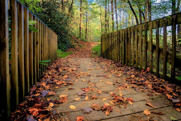 Beautiful view of greenery and a bridge in the forest - perfect for background