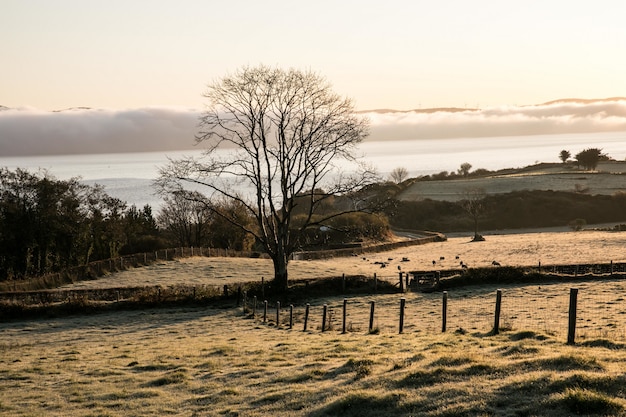 Free photo beautiful view of an isolated tree in a field with a calm ocean and mountains in the background