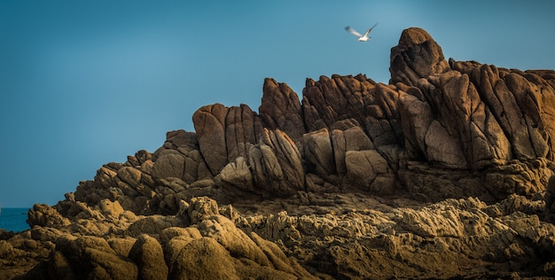 Free photo beautiful view of the magnificent rocky cliffs by the sea and a sea bird flying