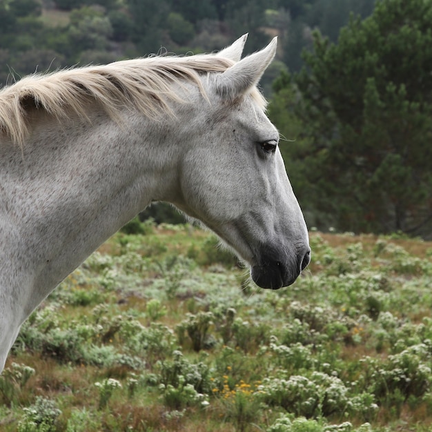 Beautiful view of a magnificent white horse with the green field