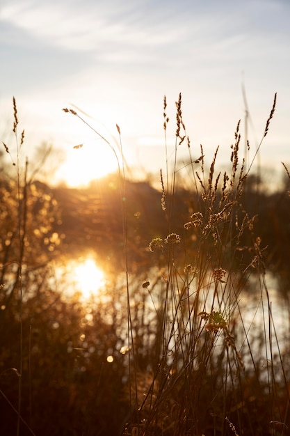 Free Photo beautiful view of morning light