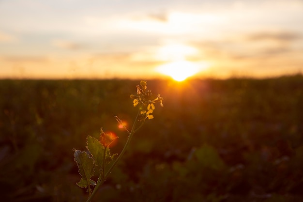 Free photo beautiful view of morning light