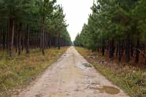 Free photo beautiful view of a muddy road going through the amazing tall trees