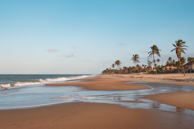 Free photo beautiful view of palm trees on the beach in northern brazil, ceara, fortaleza/cumbuco/parnaiba