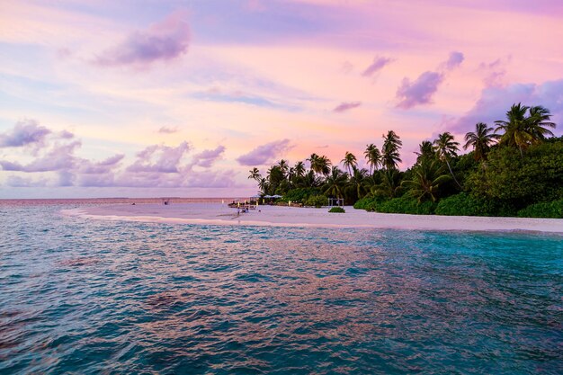 Beautiful view of palm trees growing on the beach at a resort by the ocean