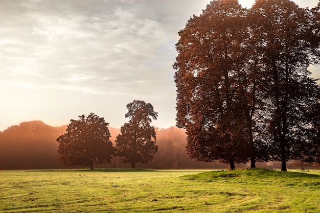 Free photo beautiful view of a park covered in grass and trees on a sunrise