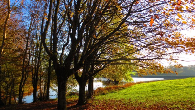 A beautiful view of a park with a lake in autumn