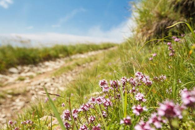 Beautiful view of path in Carpathian mountains. Focus on flowers.