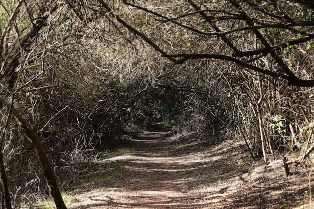 Free photo beautiful view of a pathway going through a tunnel made by trees