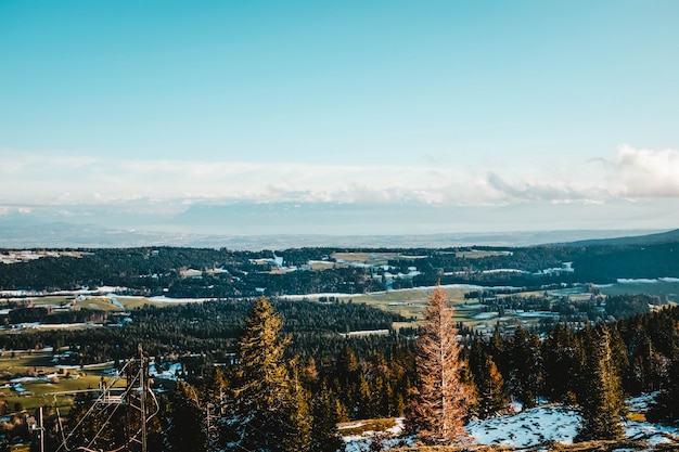 Beautiful view of the pine trees on a snow covered hill with the vast field