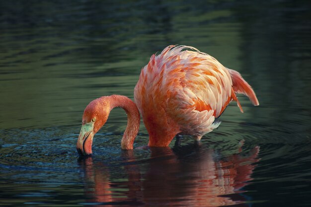 Beautiful view of a pink flamingo in the lake