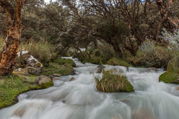 Free photo beautiful view of the river flowing through the trees and plants