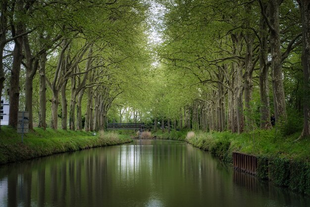 Beautiful view of a river surrounded by tall trees