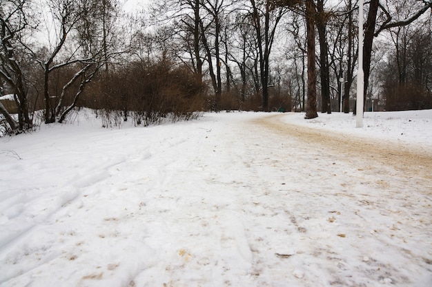 Free Photo beautiful view of the road of the park and the trees covered in snow on a winter day