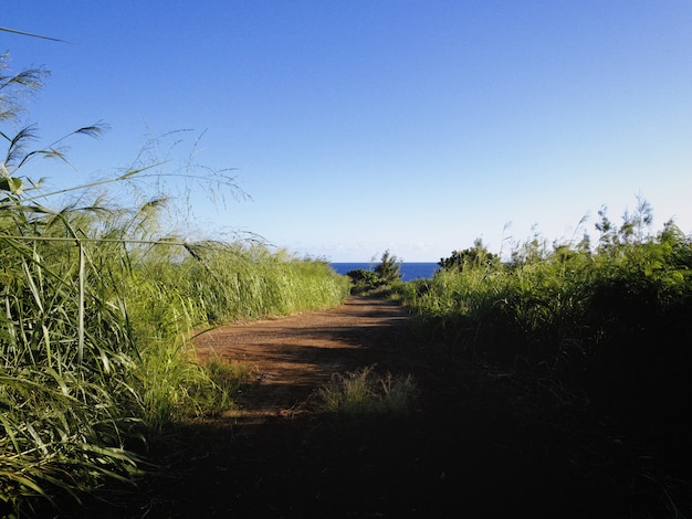 Free photo beautiful view of a road surrounded by tall grass going towards the ocean under the blue sky