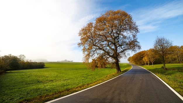 Free photo beautiful view of a road surrounded by trees