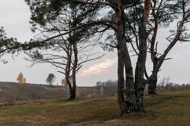 Free photo beautiful view of rural nature