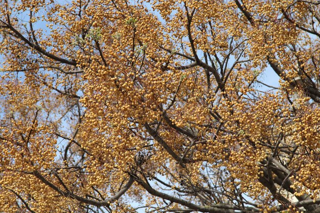 Beautiful view of the small orange fruits on a big tree under the blue sky