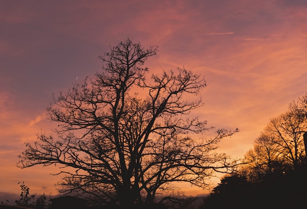 Free Photo beautiful view of some big trees with the clouds in the colorful sky