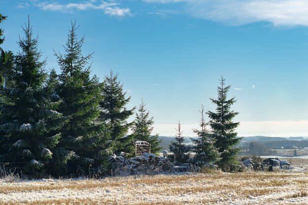 Beautiful view of the spruce trees in winter in Norway