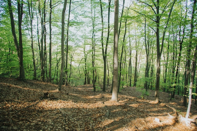 Beautiful view of tall trees in the forest under the sunlight