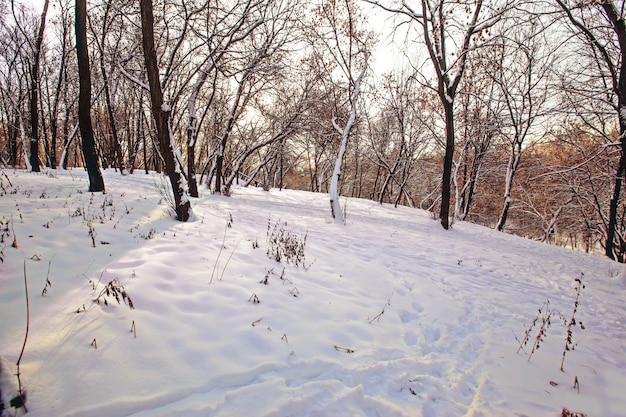 Free photo beautiful view of the trees on a field covered with snow captured in russia