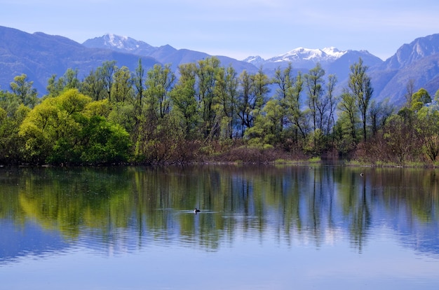 Free Photo beautiful view of trees reflected on a lake maggiore with mountain in ticino, switzerland