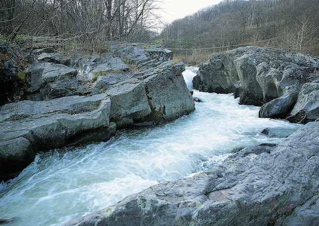 Free photo beautiful view of the water stream in the forest surrounded by trees with bare branches