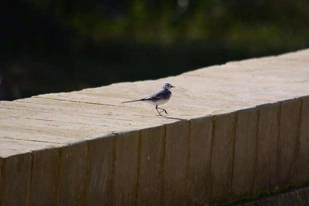 Beautiful view of a white wagtail on a stone bench  in Maltese Island in Malta