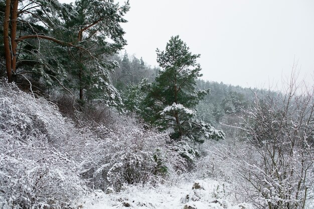 Beautiful view winter time