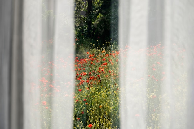 Free Photo beautiful view with curtains and flowers