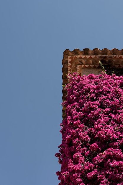 Free Photo beautiful view with flowers on building