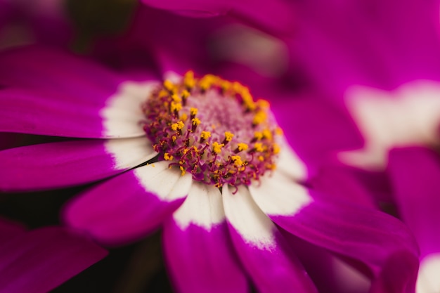 Free Photo beautiful violet fresh flower