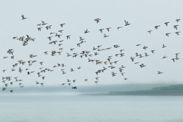 Free photo beautiful water birds in mangroves of sundarban national park