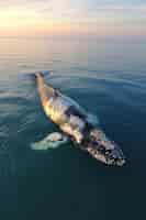 Free photo beautiful whale crossing the ocean