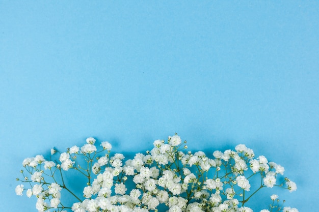 Free photo beautiful white baby's breath flowers arranged on blue backdrop