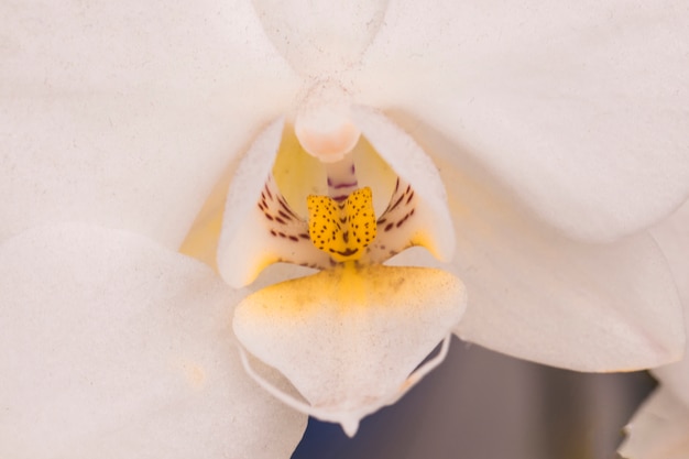 Free Photo beautiful white bloom with yellow pistil