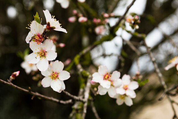 Beautiful white blossom outdoors