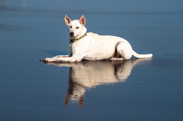 Free Photo beautiful white companion dog sitting down with its reflection in the water