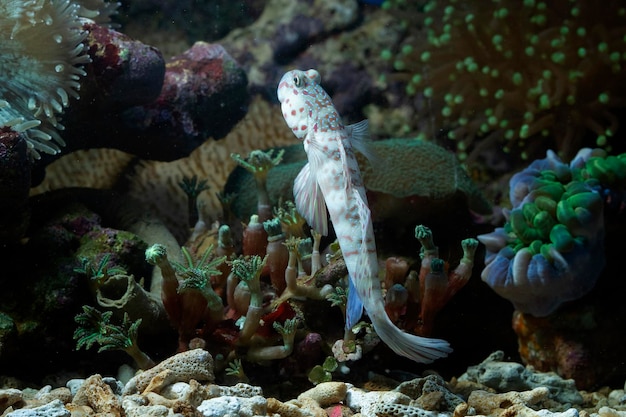 Free photo beautiful white coral gobby closeup watchman gobies fish closeup marine fish