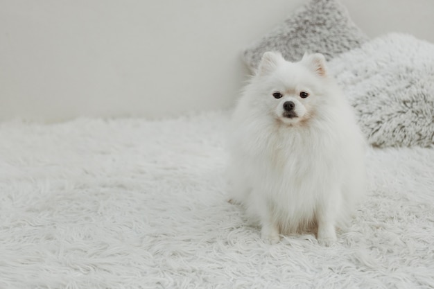 Free Photo beautiful white dog sitting on the bed copy space