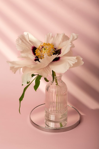 Free photo beautiful white flower in vase spring wallpaper