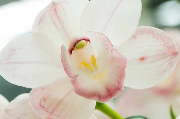 Beautiful white flower with yellow pistils