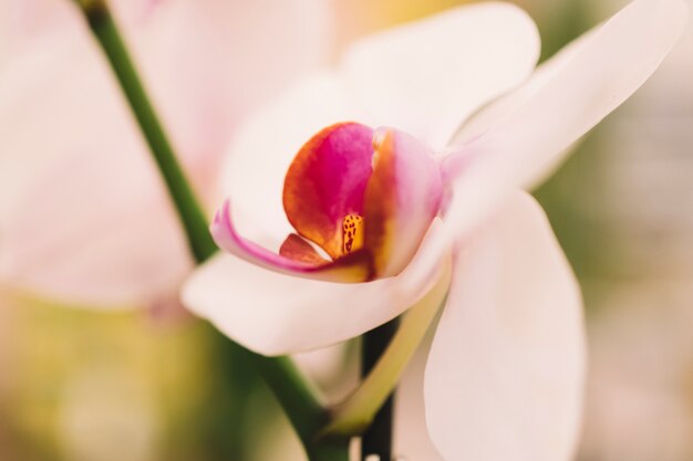 Beautiful white flower